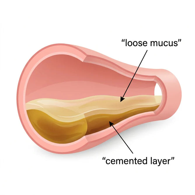 1. You Have Two Layers Of Mucus