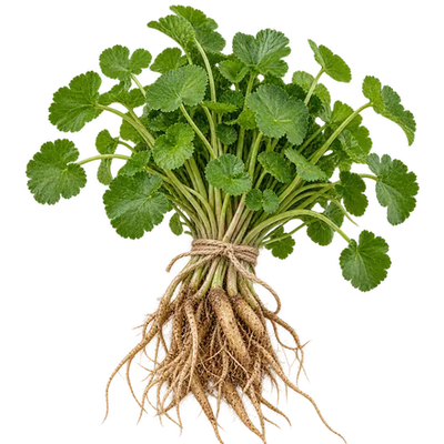 Pimpinella